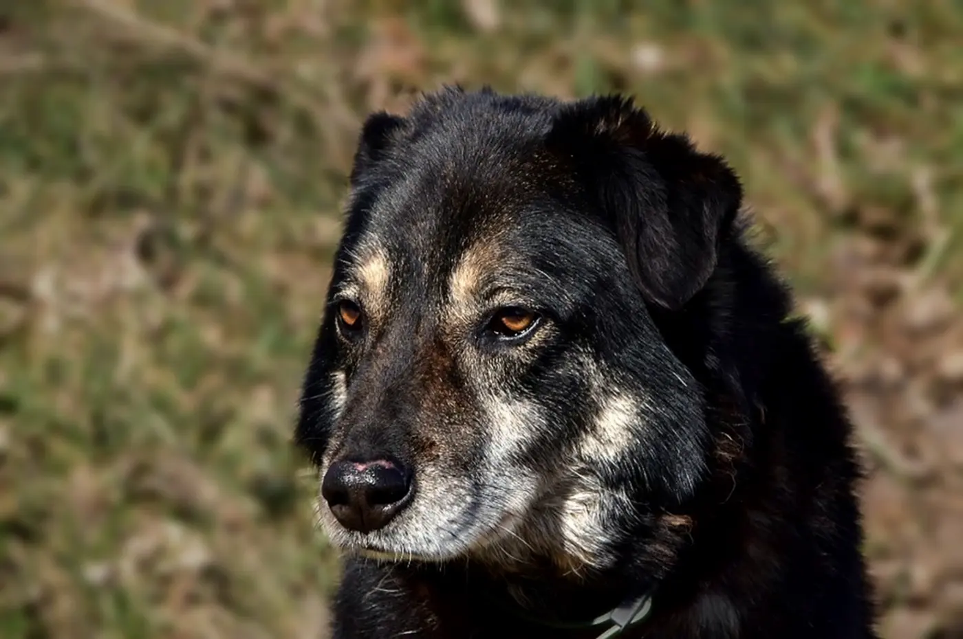 Max, ein alter schwarzer Hund mit grauer Schnauze